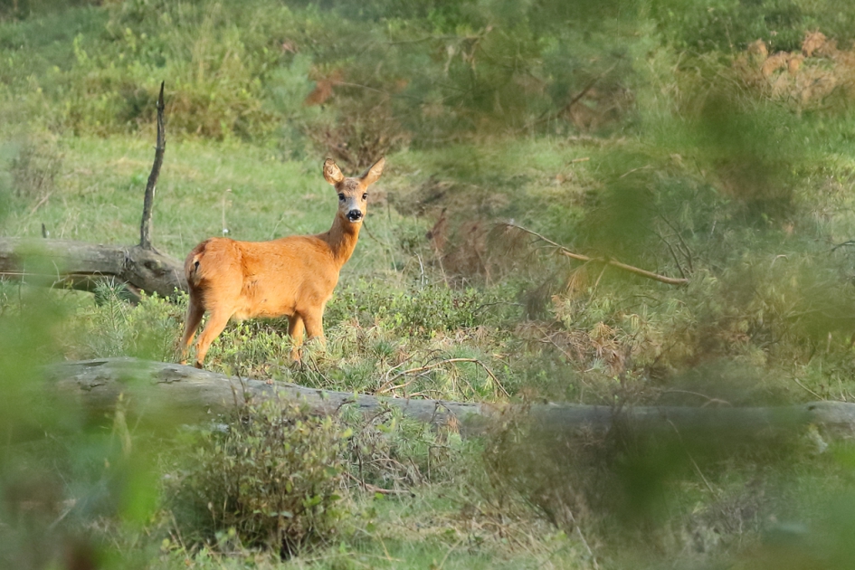 ree -v- - Zoogdieren - 