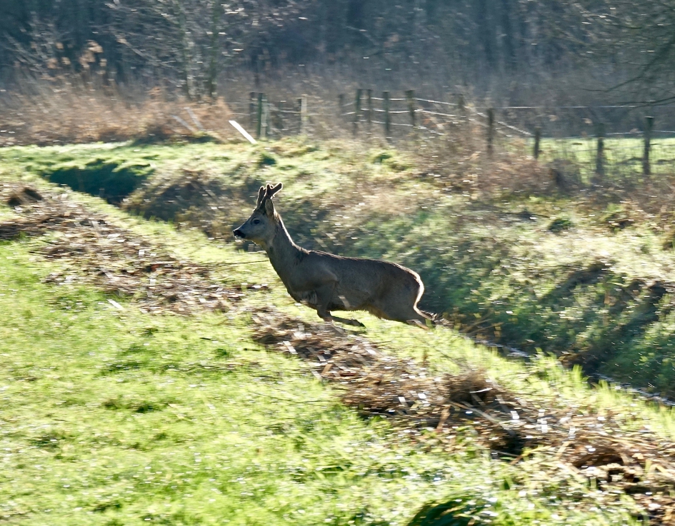 Reebok - Zoogdieren - Ree