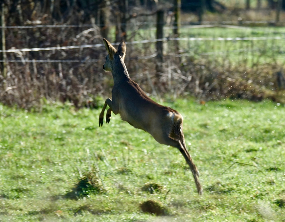 Reegeit - Zoogdieren - Ree