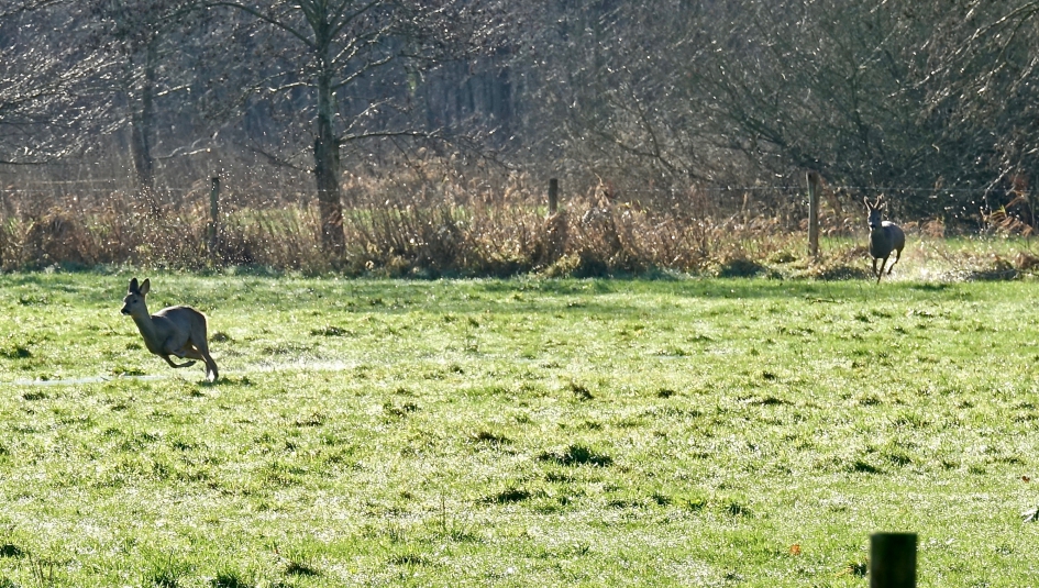Reegeit en Reebok op de vlucht - Zoogdieren - Ree
