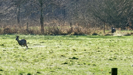 Reegeit en Reebok op de vlucht