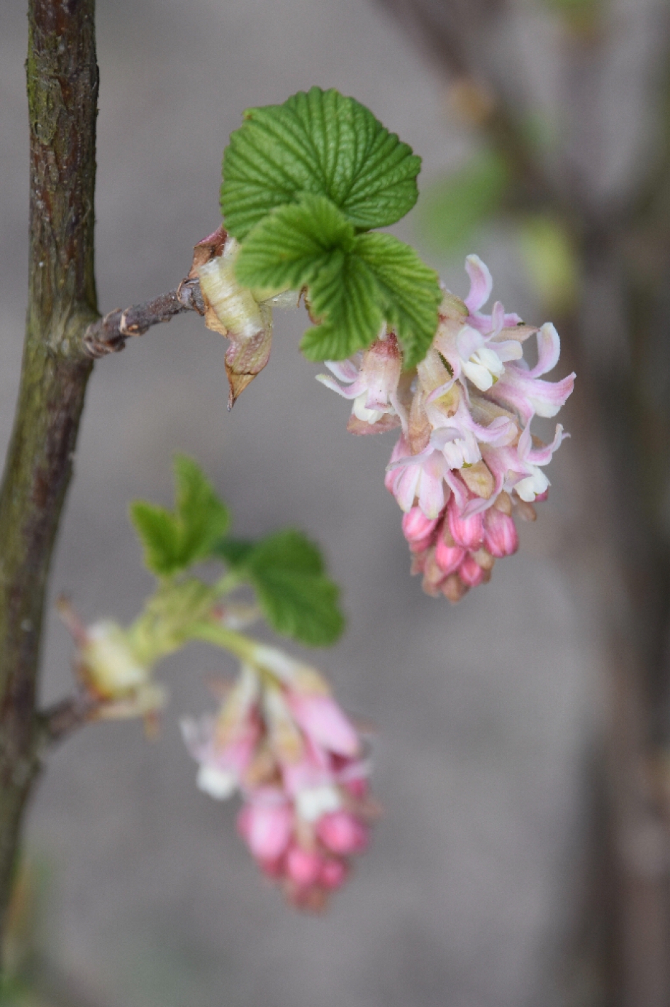 Ribes - Planten - 