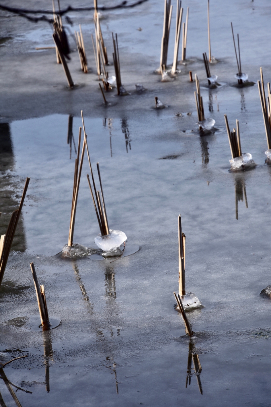 Riet in ijs - Weer en landschap - 