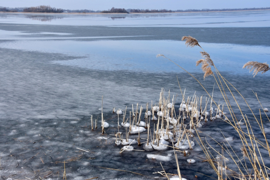 Riet met de voeten in het ijs.. - Weer en landschap - 