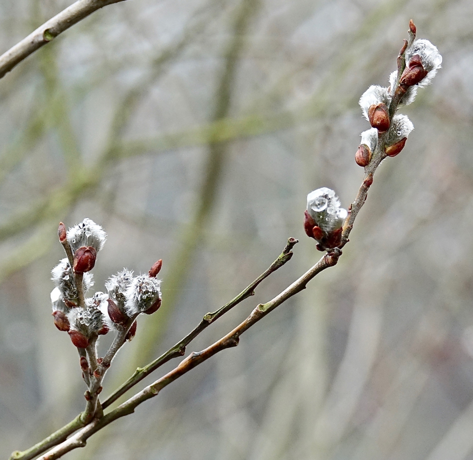 Rijp - Planten - Wilg