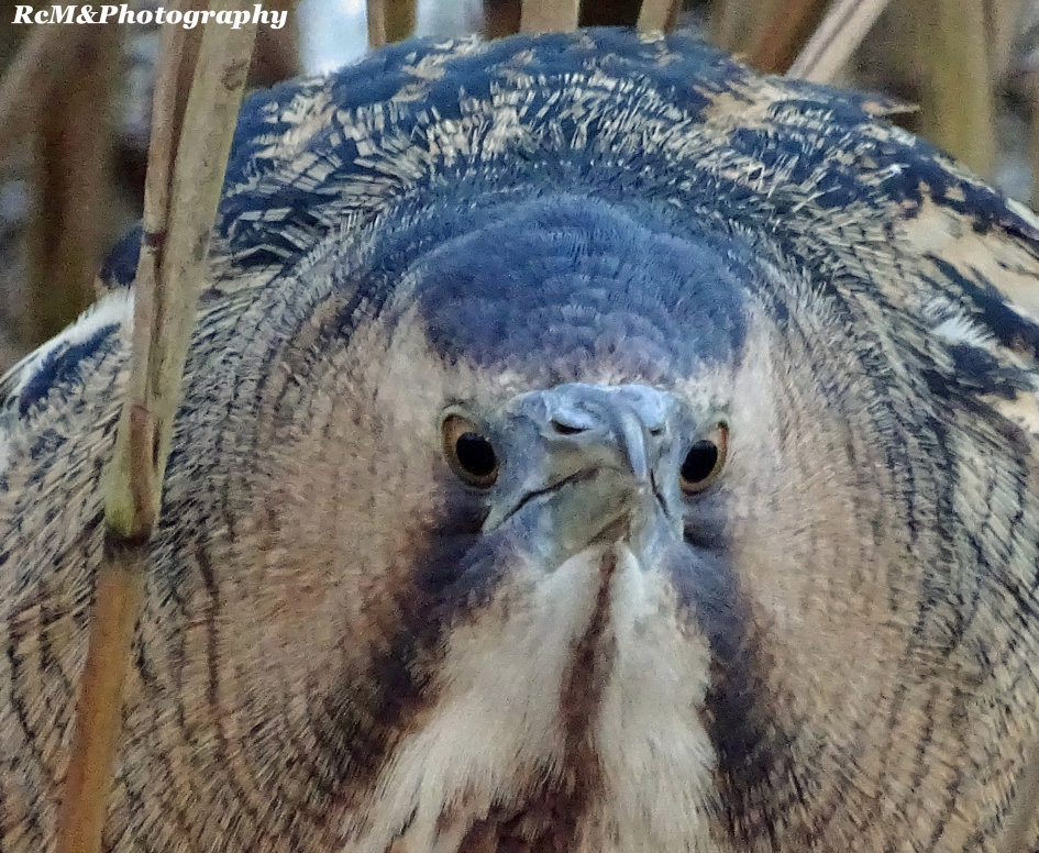 Roerdomp. - Vogels - Roerdomp