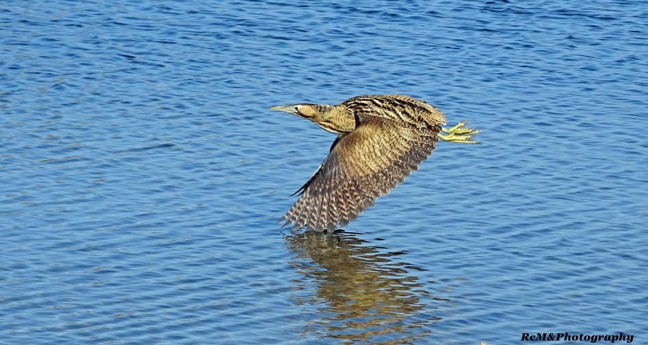 Roerdomp. - Vogels - Roerdomp