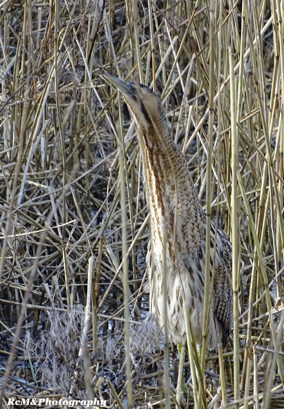 Roerdomp. - Vogels - Roerdomp.