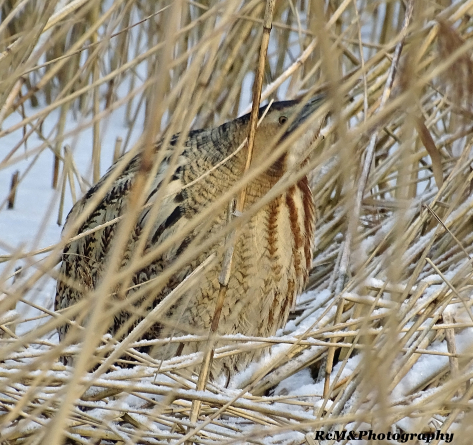 Roerdomp in de sneeuw. - Vogels - Roerdomp