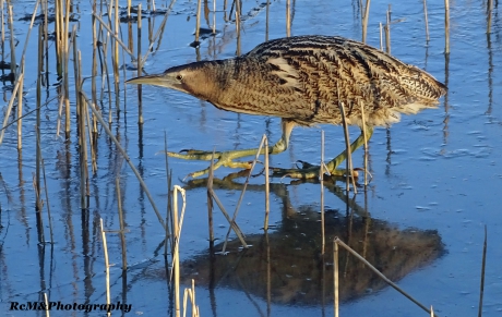 Roerdomp op het ijs, met spiegelbeeld!.