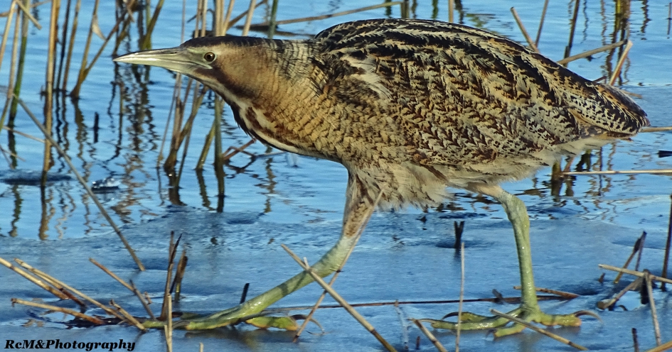 Roerdomp op smeltend ijs. - Vogels - Roerdomp