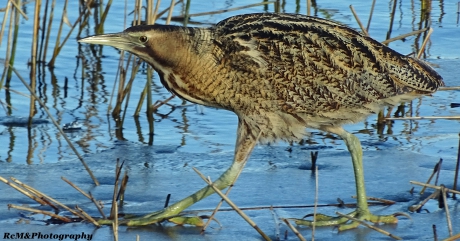 Roerdomp op smeltend ijs.