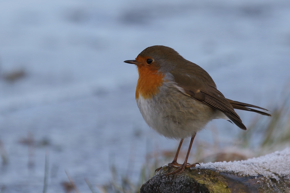 roodborst - Vogels - 