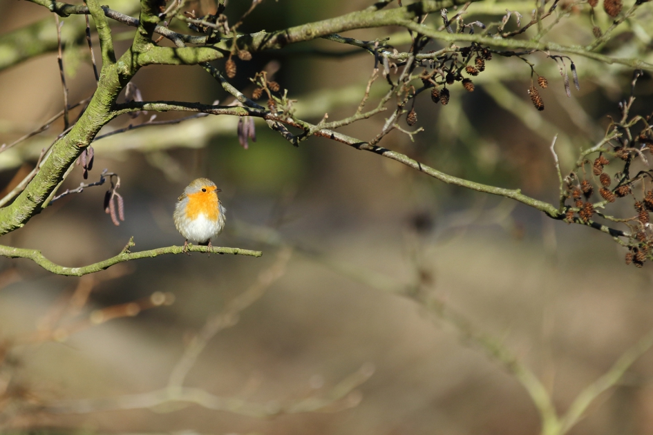 roodborst - Vogels - 