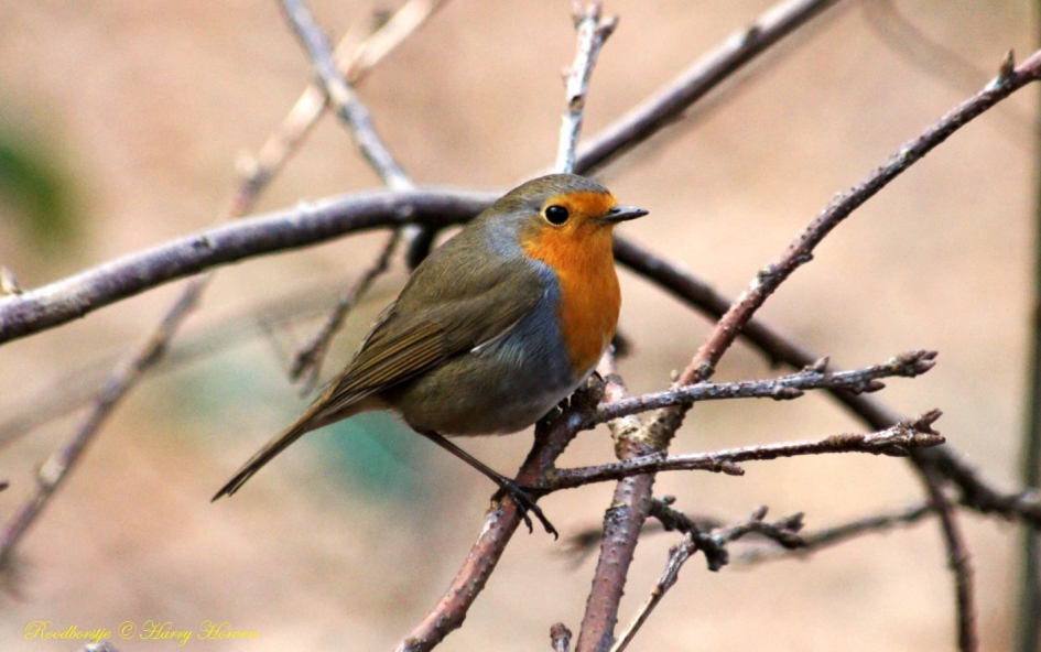 Roodborstje - Vogels - Roodborstje