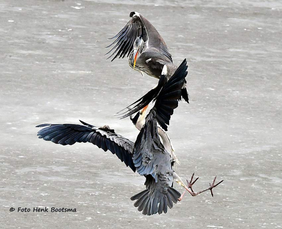 Ruzie - Vogels - Blauwe Reiger
