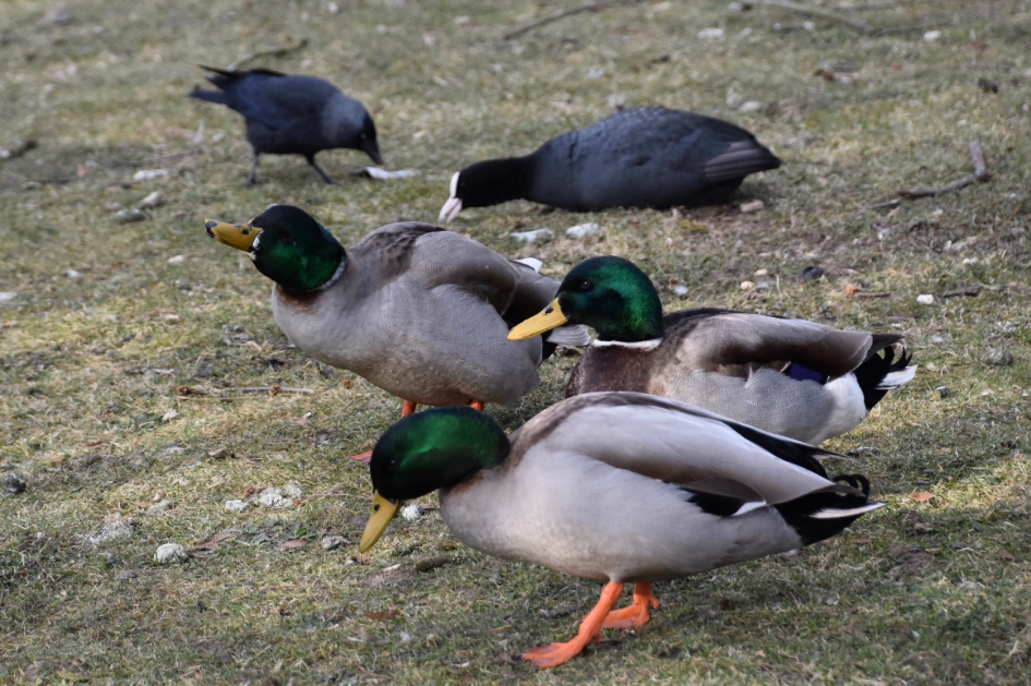 Samen scharrelen... - Vogels - 