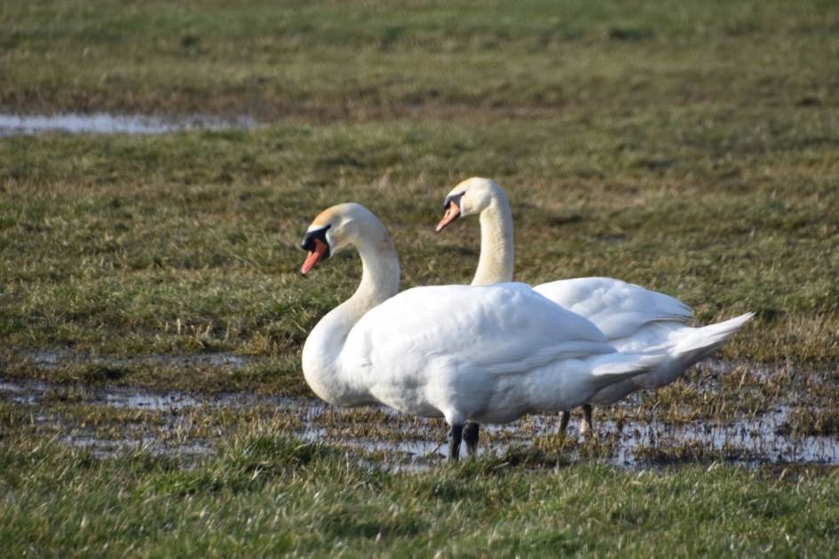 Samen in het zonnetje... - Vogels - 