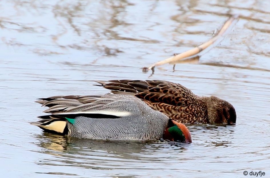 Samen lunchen - Vogels - Wintertalingen