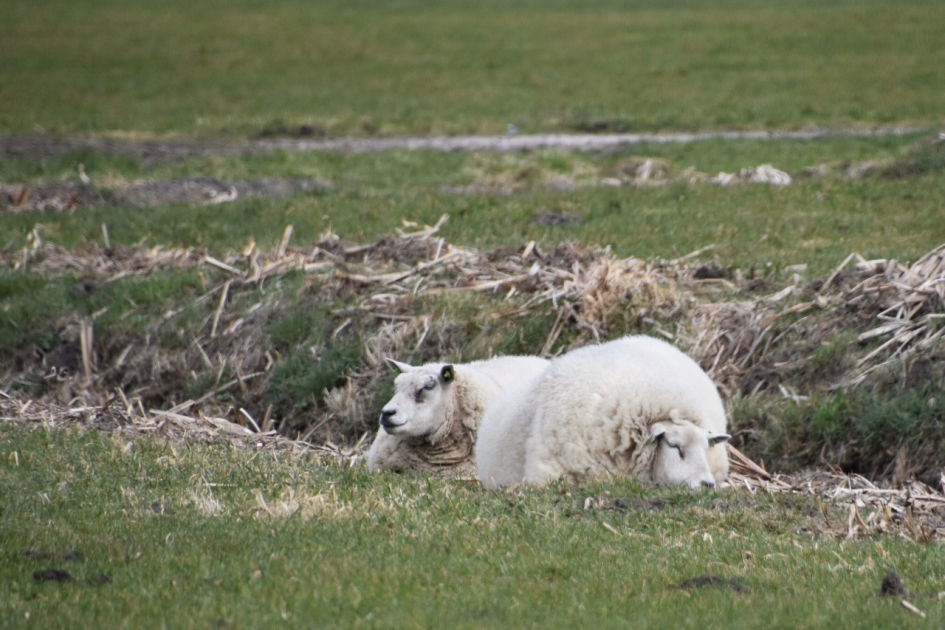 Samen rusten... - Zoogdieren - 