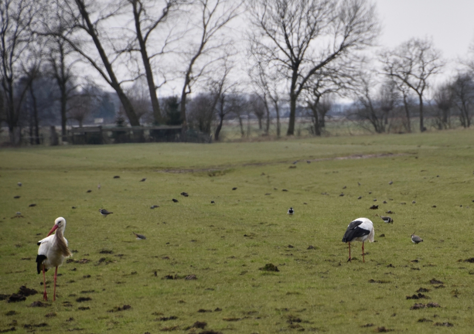 Samen zoeken... - Vogels - 