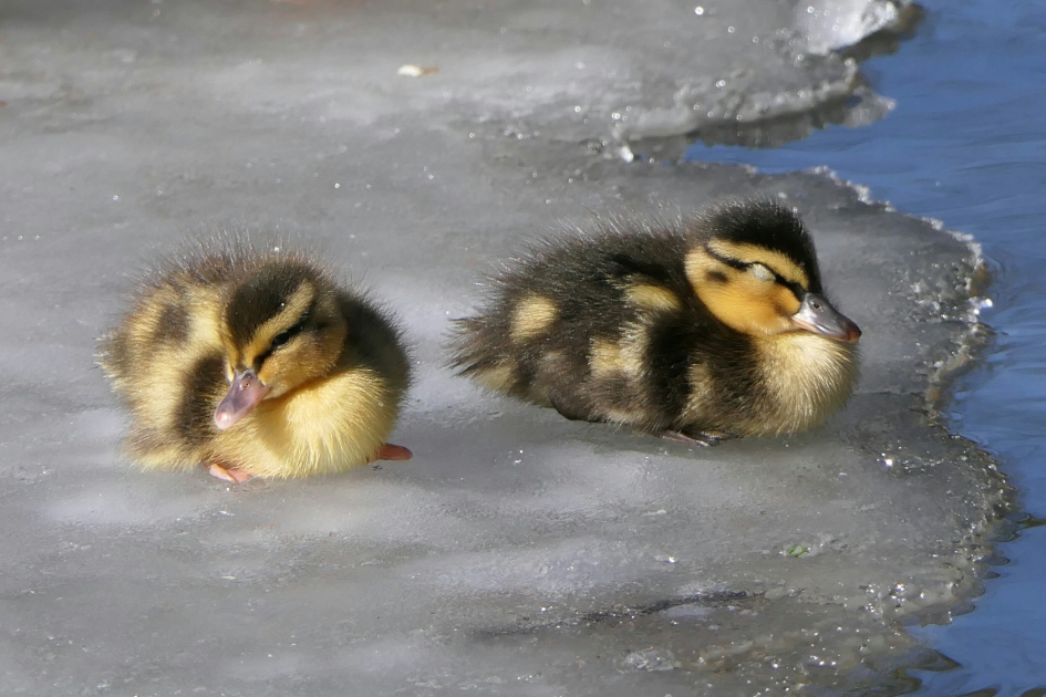 Samen zonnen - Vogels - Wilde eend