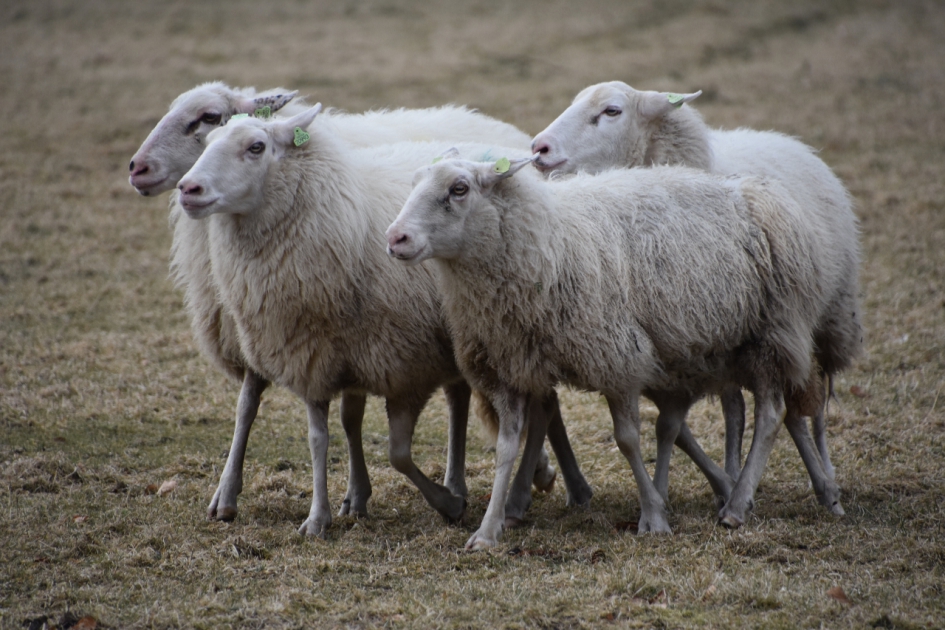 Schapen... - Zoogdieren - 