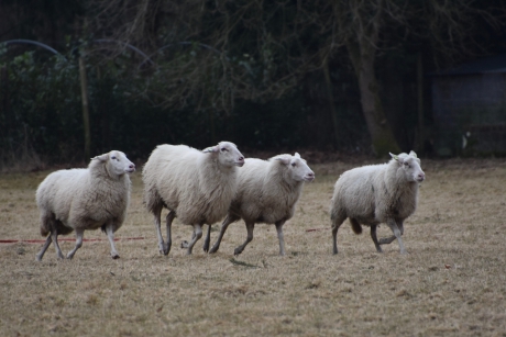 Schapen tijdens training....