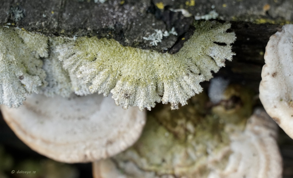 Waaiertjes - Schimmels - 