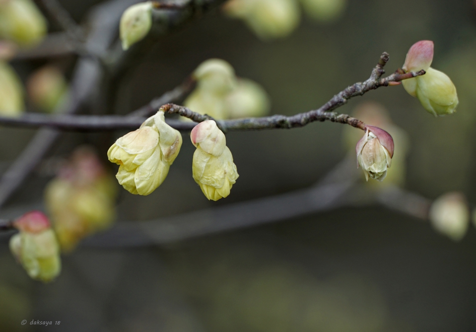 Schijnhazelaar - Planten - 