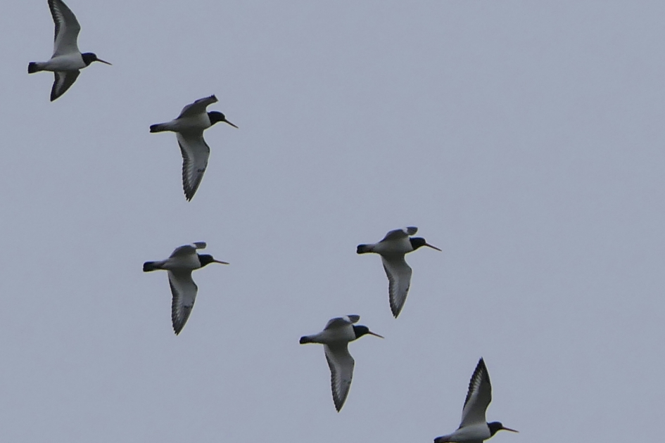Scholeksters - Vogels - Scholeksters