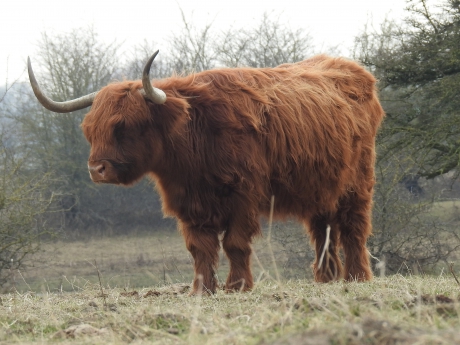 Schotse hooglander in de IJsseluiterwaarden