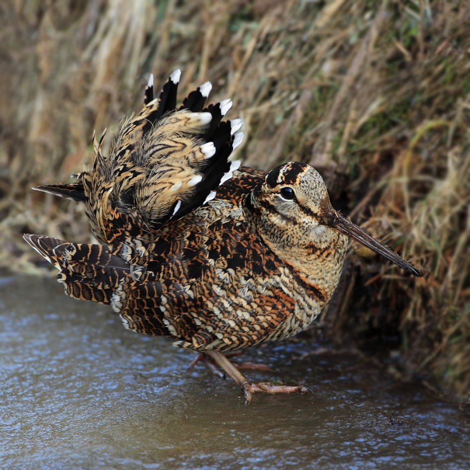 Schrik - Vogels - Houtsnip
