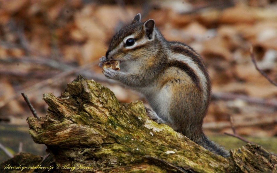 Siberisch grondeekhoorntje - Zoogdieren - 