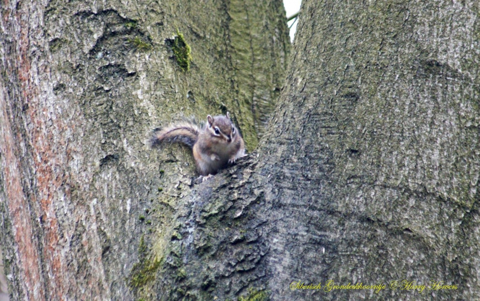 Siberisch Grondeekhoorntje - Zoogdieren - Siberisch Grondeekhoorntje