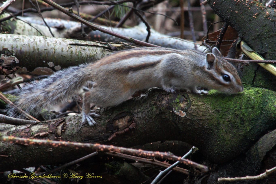 Siberische Grondeekhoorn - Zoogdieren - 