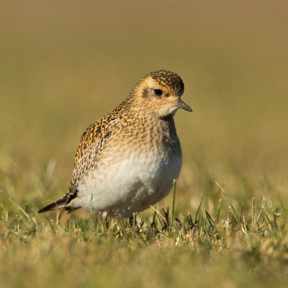 Silence is golden ... - Vogels - Goudplevier