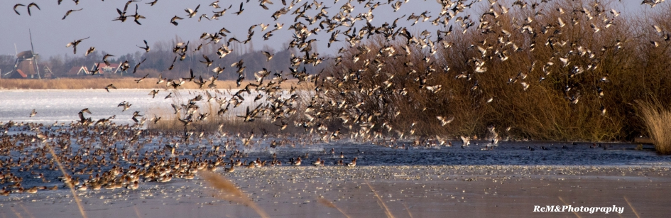 Smient eenden. - Vogels - Smient eend.