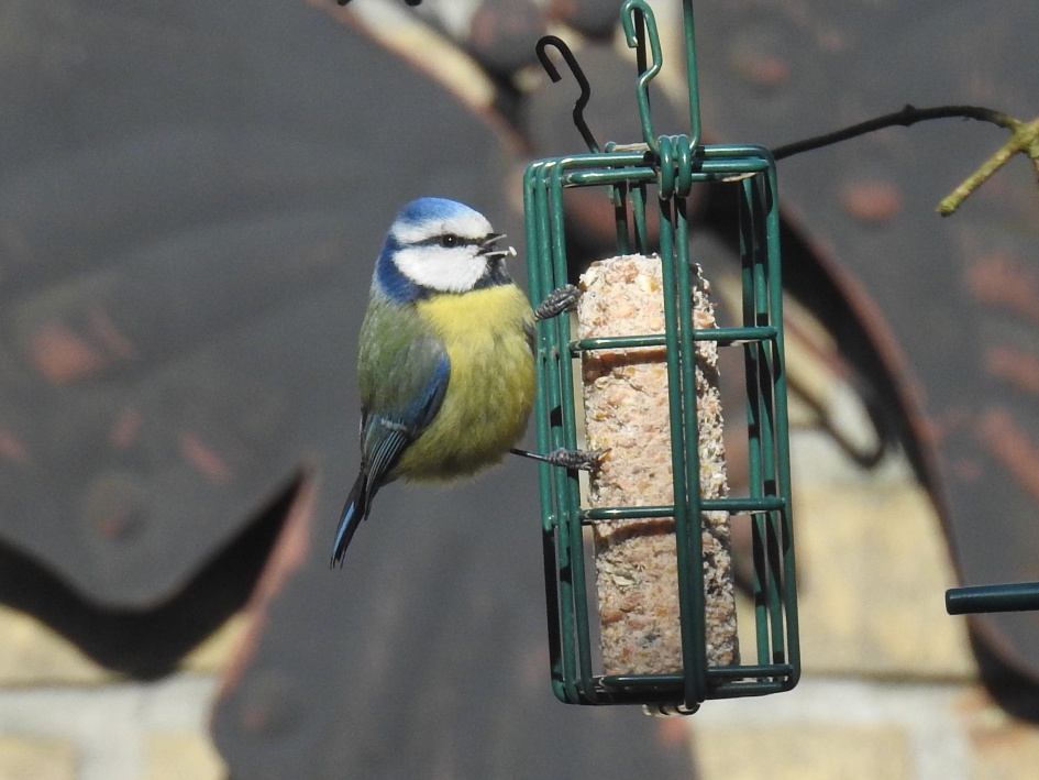 Smikkelen deel 1 - Vogels - Pimpelmees
