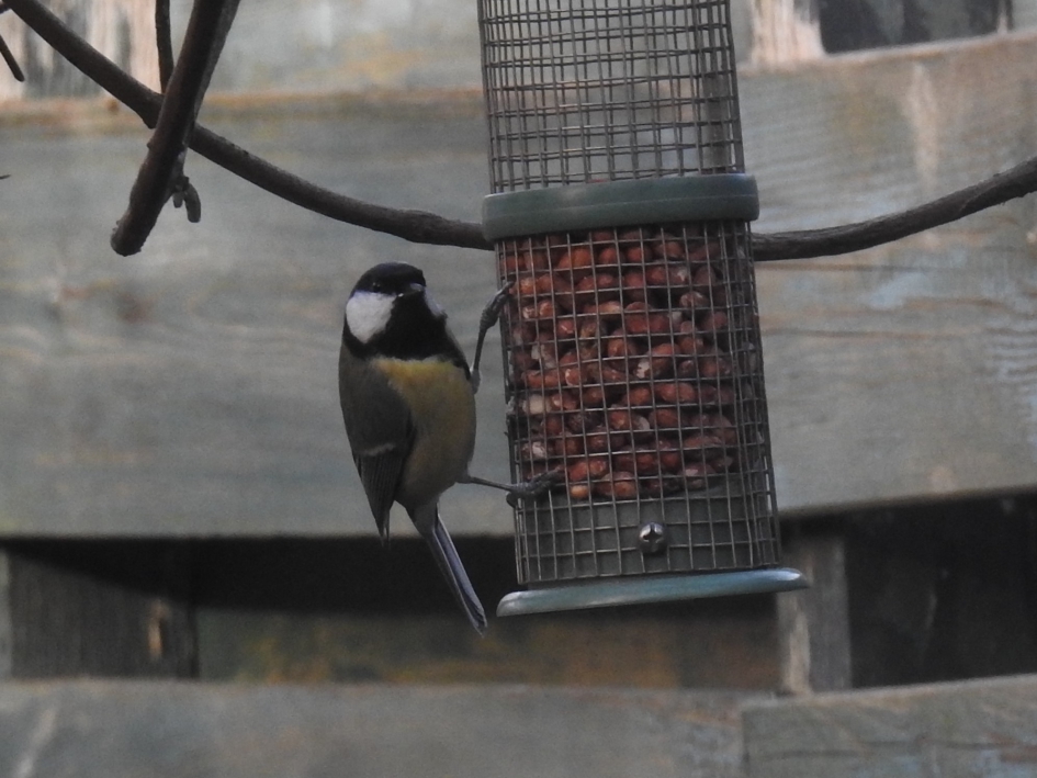 Smikkelen deel 2 - Vogels - Koolmees