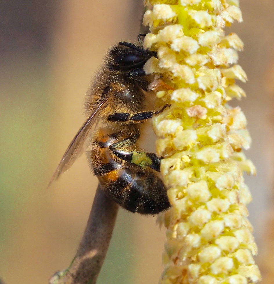 Smullen in de hazelaar - Geleedpotigen - 