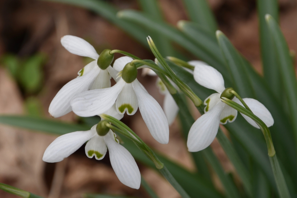 Sneeuwklokjes - Planten - 
