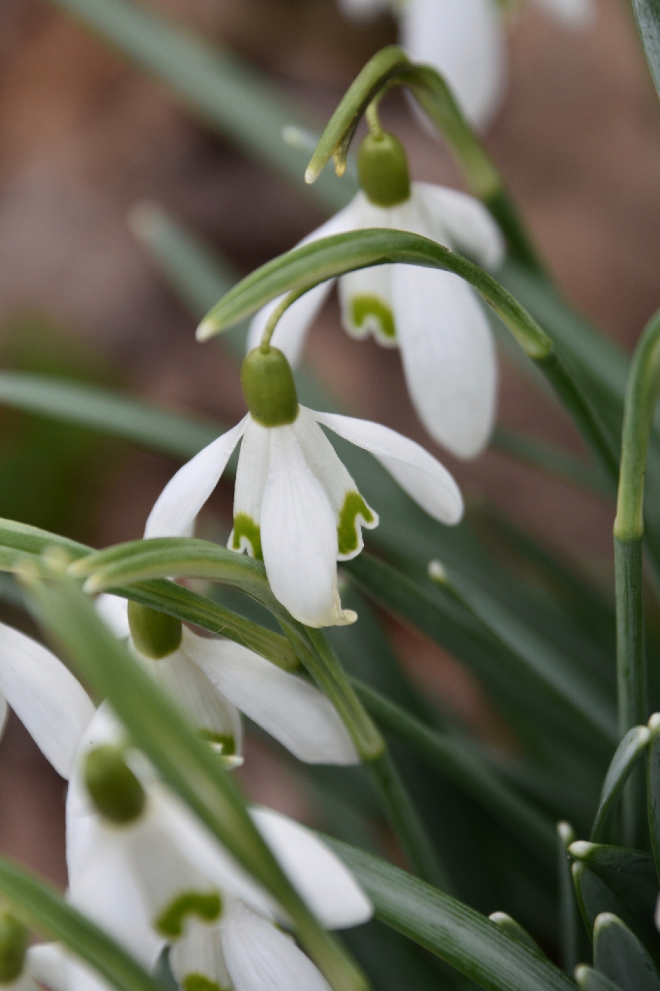 Sneeuwklokjes - Planten - 
