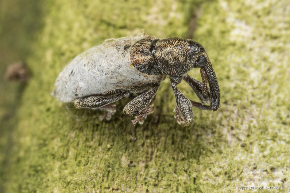 Snuitkever met.... - Geleedpotigen - Snuitkever