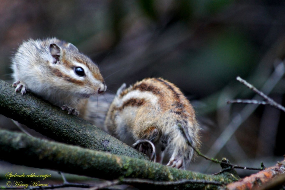 Spelende Eekhoorntjes - Zoogdieren - 