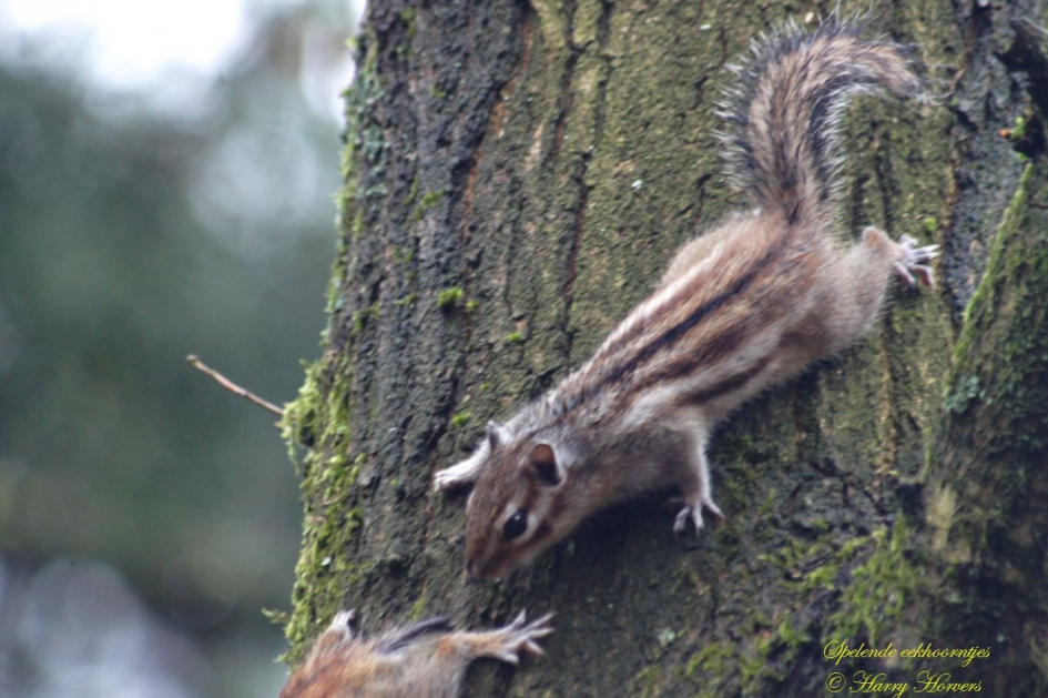 Spelende Eekhoorntjes - Zoogdieren - 