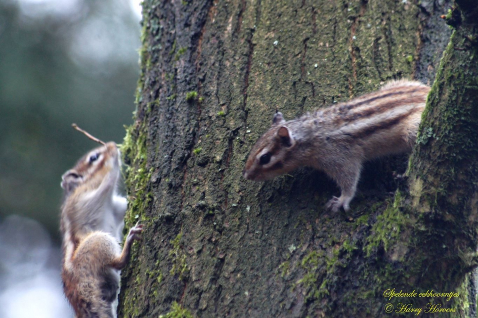 Spelende Eekhoorntjes - Zoogdieren - 