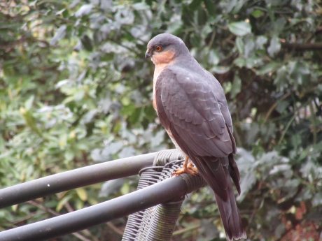 Sperwer in de tuin
