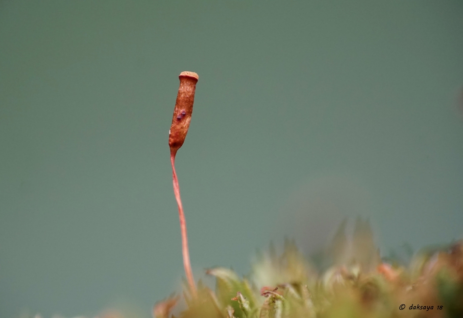 Sporenkapsel.. - Planten - 