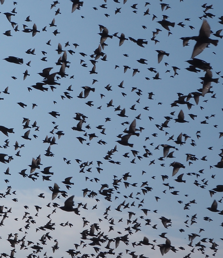 Spreeuwenwolk - Vogels - 